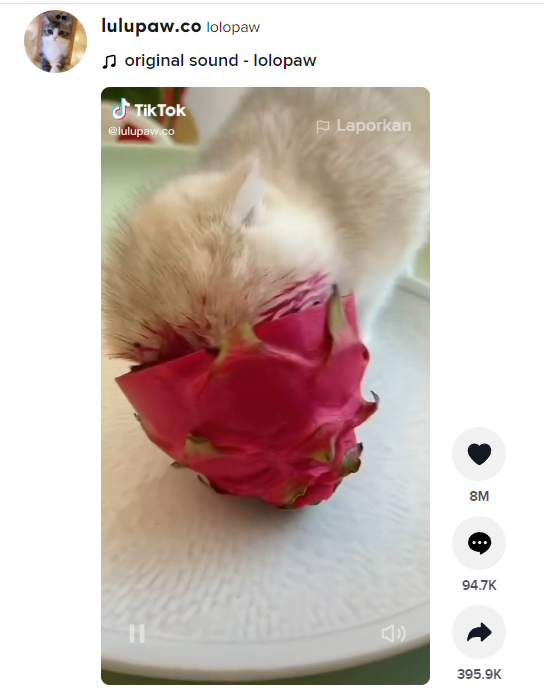 5 Cara Download Tiktok Tanpa Watermark Terbaru